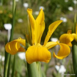 Iris xanthospuria