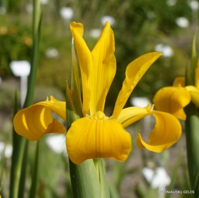 Iris xanthospuria