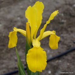 Iris × monnieri
