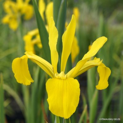 Iris × monnieri