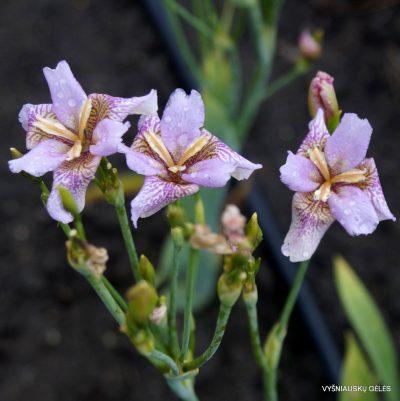 Iris × norrisii (seedling) Iris × norrisii (seedling)