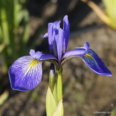 Iris × robusta 'Nutfield Blue' (2)