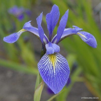 Iris × robusta 'Nutfield Blue'