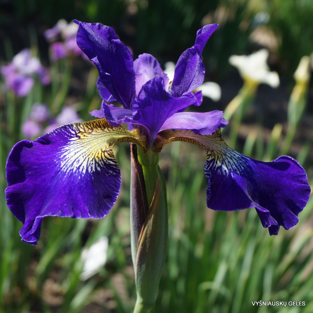 Iris × sibtosa 'Blauer Funkturm' (2)