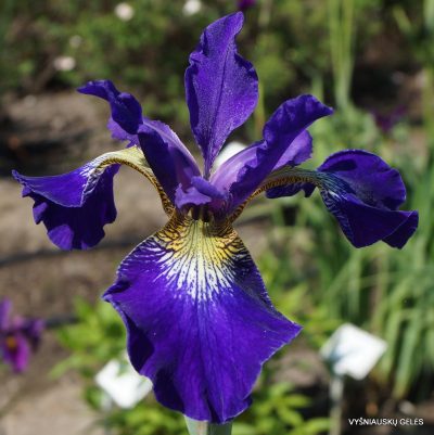 Iris × sibtosa ‘Blauer Funkturm’