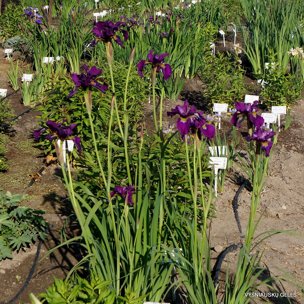 Iris × sibtosa 'Junger Wein' (3)