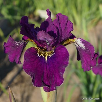 Iris × sibtosa 'Junger Wein'