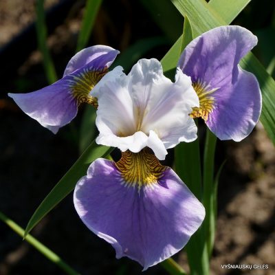 Iris × sibtosa 'Northern Pink'
