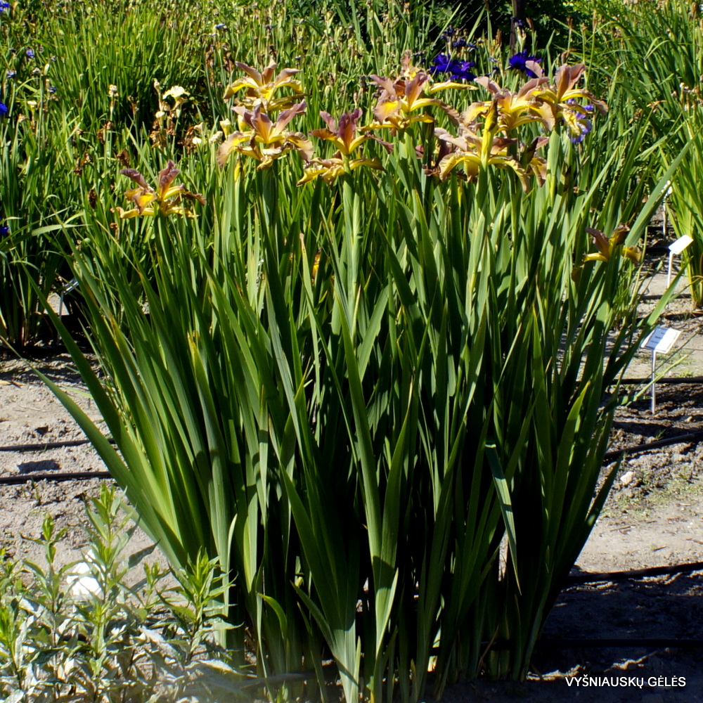 Iris ‘Honey Mocha Lotta’