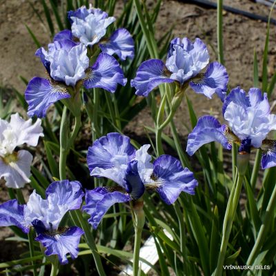 Iris ‘Turn a Phrase’