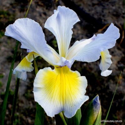 iris 'Lavender Waves'