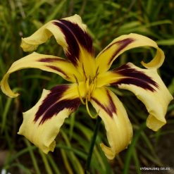 Daylily 'Aerial Display'
