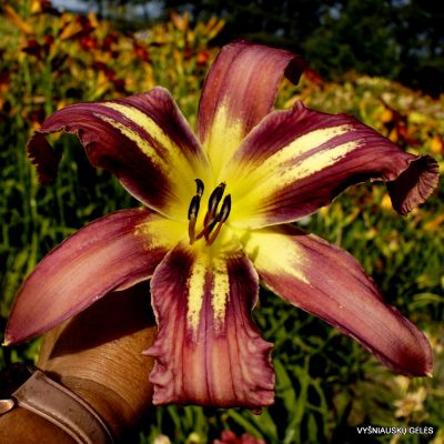 Daylily-Alien-Galaxy-1
