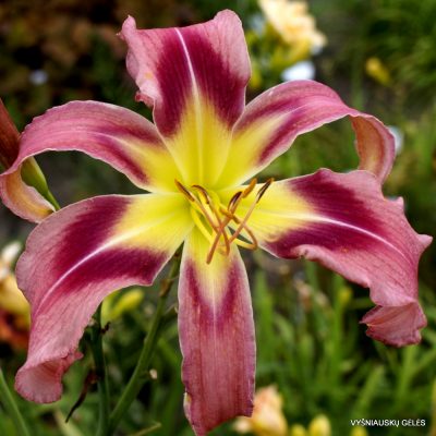 Daylily Cherry Peacock