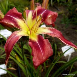 Daylily Cherry Peacock