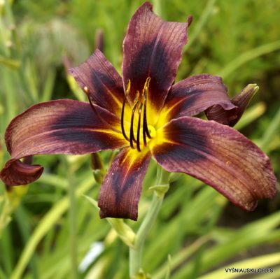 Daylily 'Chipmunk'