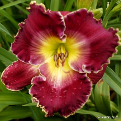 Daylily Cimarron Rose