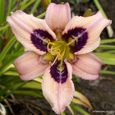 Daylily Creative Design