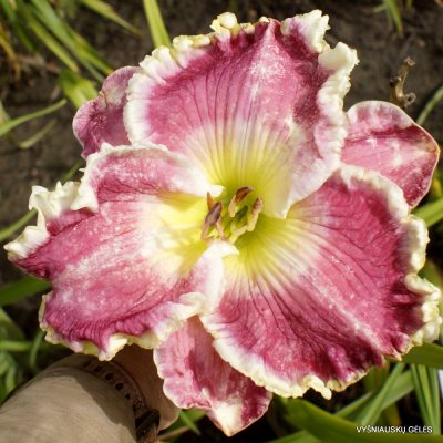 Daylily Crowning Light
