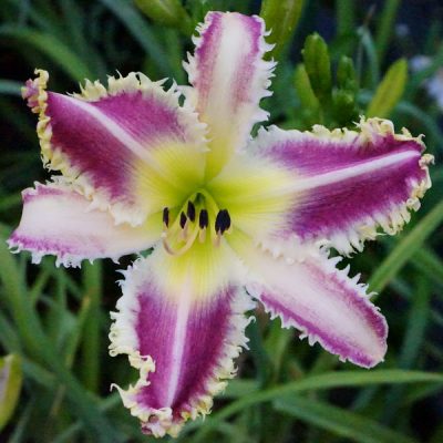 Daylily 'Cynder the Dragon'