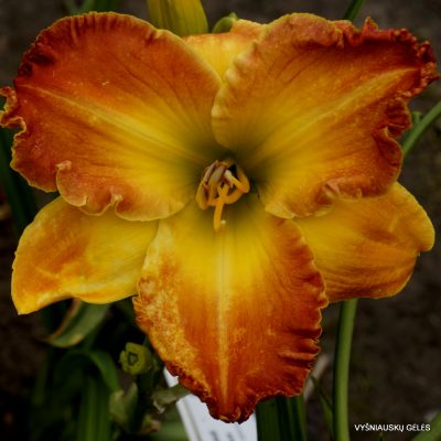 Daylily Different Direction