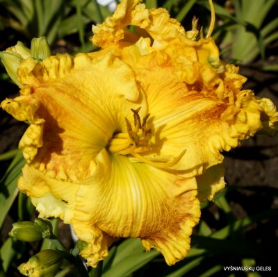 Daylily Edge of Mercy