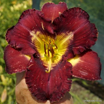 Daylily Hedonist
