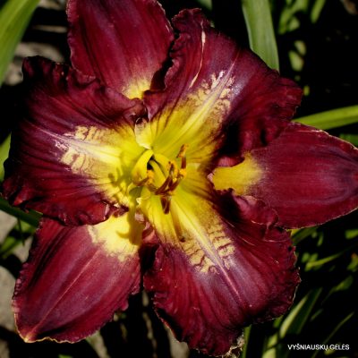 Daylily Hedonist