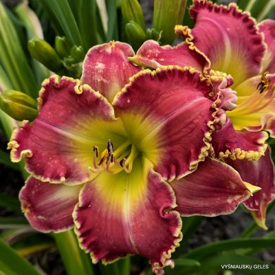 Daylily Later Satyr (2)