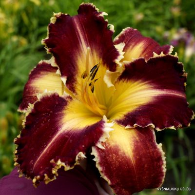 Daylily Miss Polonia