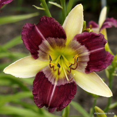 Daylily Miss Vera Carp