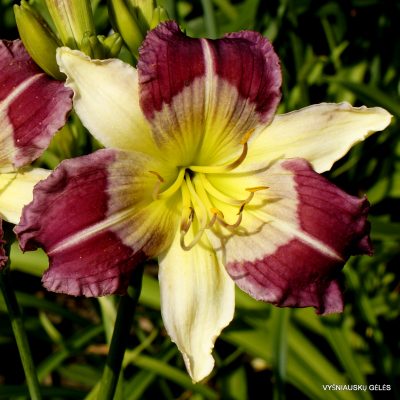 Daylily Miss Vera Carp (2)