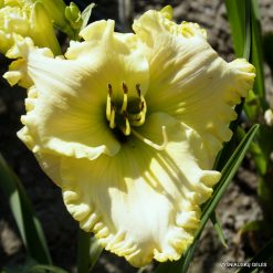Daylily Obscure Places