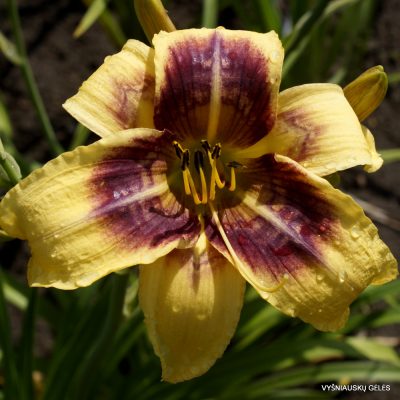 Daylily 'Pattern Maker'