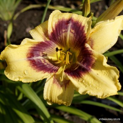 Daylily 'Pattern Maker' (2)