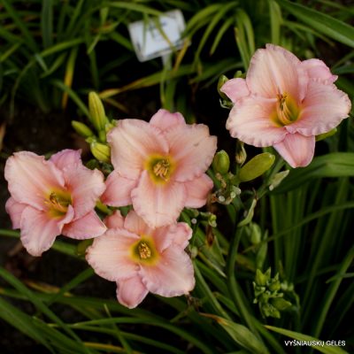 Daylily Pink Playmate (2)