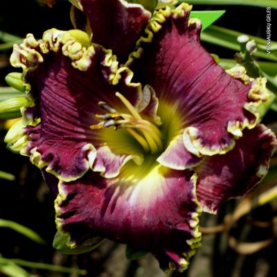 Daylily Robe of Righteousness