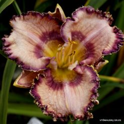 Daylily Ruffles Have Ripples