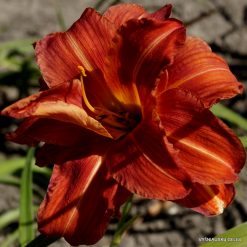 Daylily Sachsen Red Double