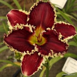Daylily Spacecoast White Fang