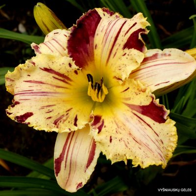 Daylily 'Starman' (2) Daylily 'Starman' (2)