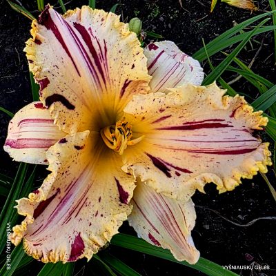 Daylily 'Starman' (2)