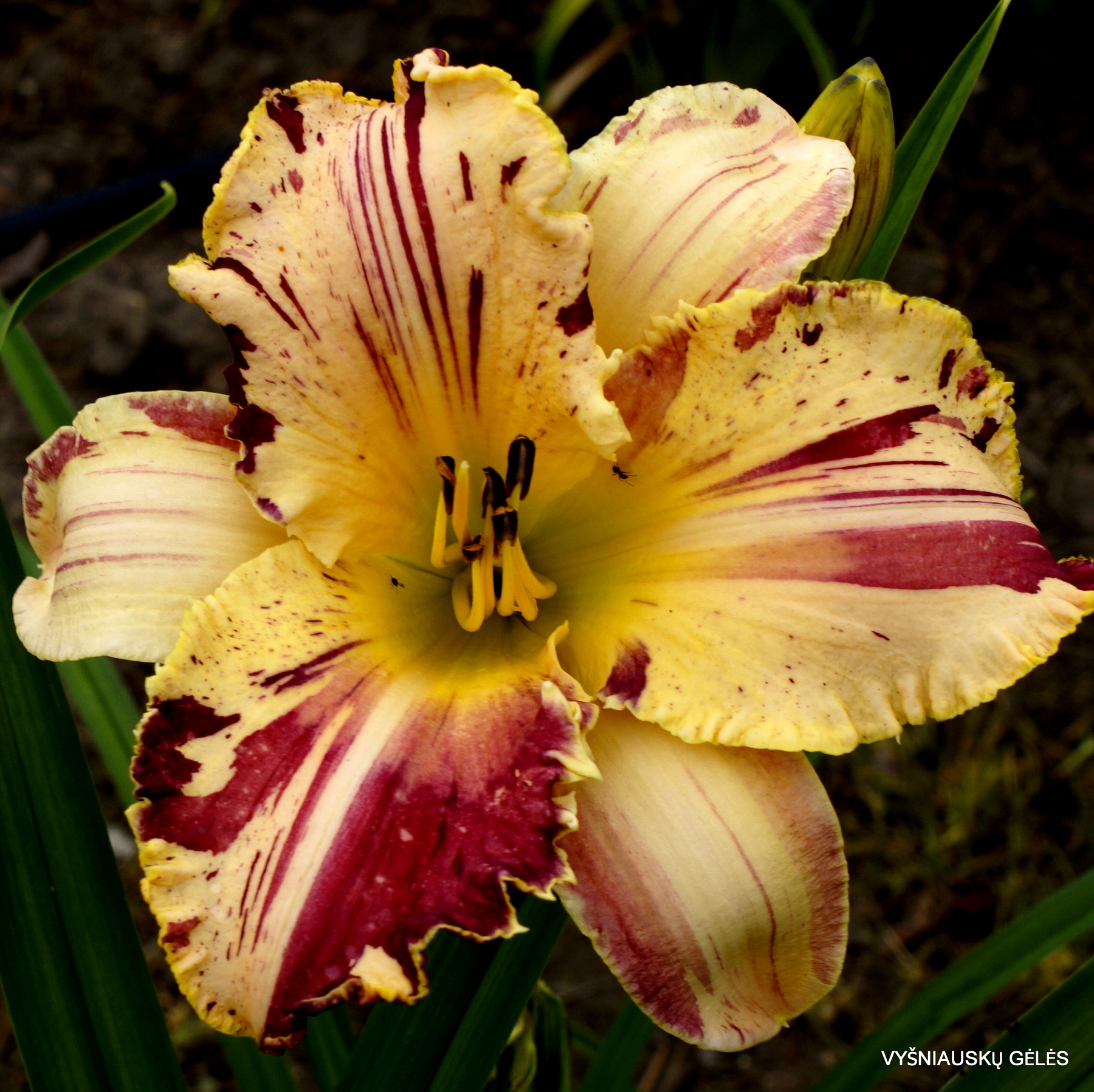 Daylily 'Starman' (3)