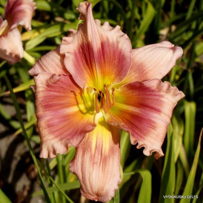 Daylily Strawberry Yum (2)