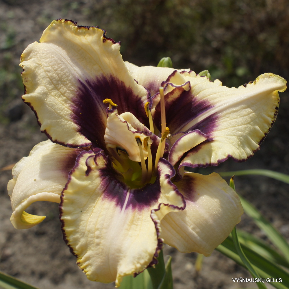 Daylily Strikingly Dramatic (2)