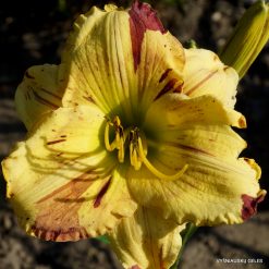 Daylily Sunny with a Chance of Wine (3)