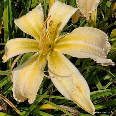 Daylily Suzy Cream Cheese