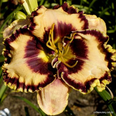 Daylily Sweet Almond Mint