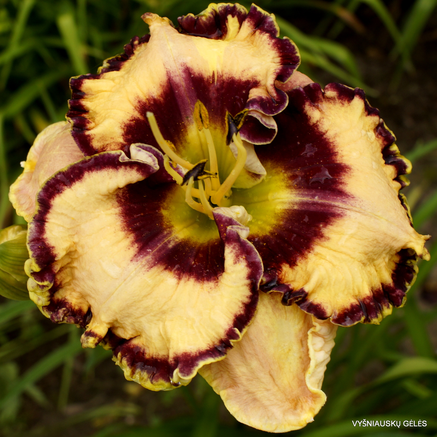 Daylily Sweet Almond Mint (2)