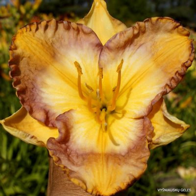 Daylily TET Leonardo‘s Pespective of Color